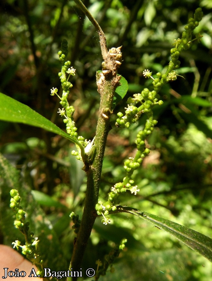 Bernardia pulchella