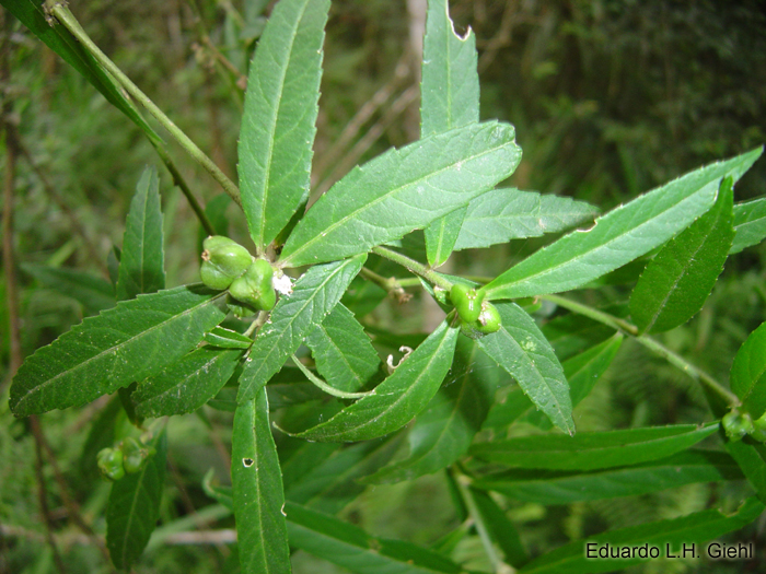 Bernardia pulchella