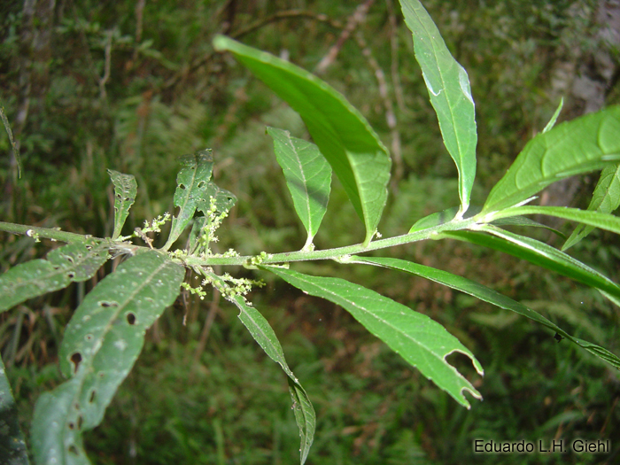 Bernardia pulchella