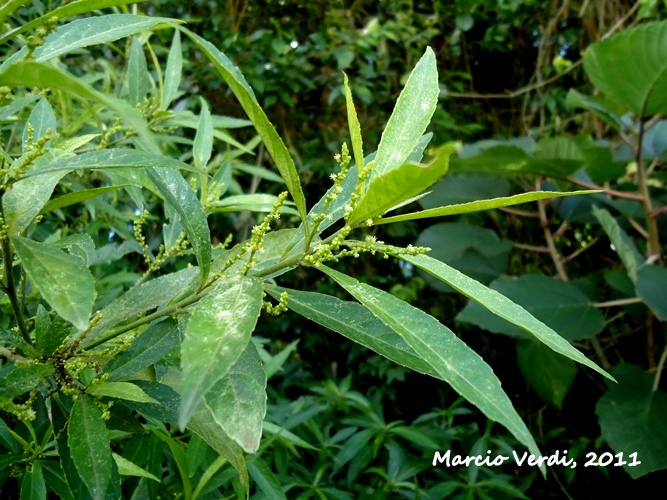 Bernardia pulchella