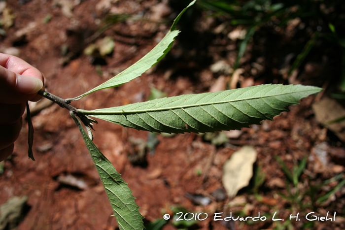 Bernardia pulchella