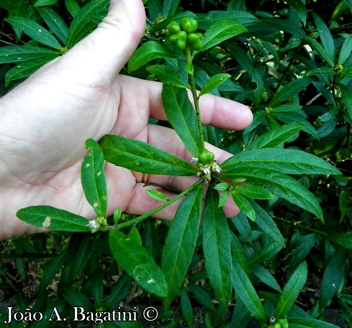 Bernardia pulchella