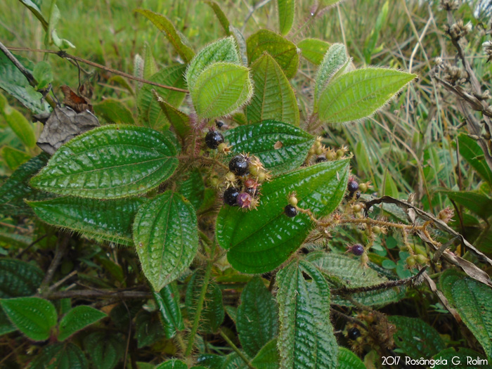 Leandra australis