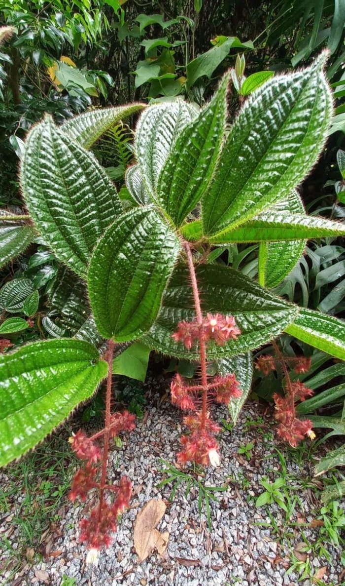 Leandra australis
