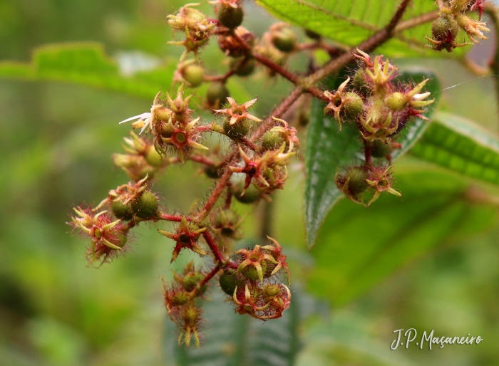 Leandra australis