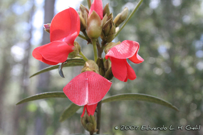 Collaea speciosa