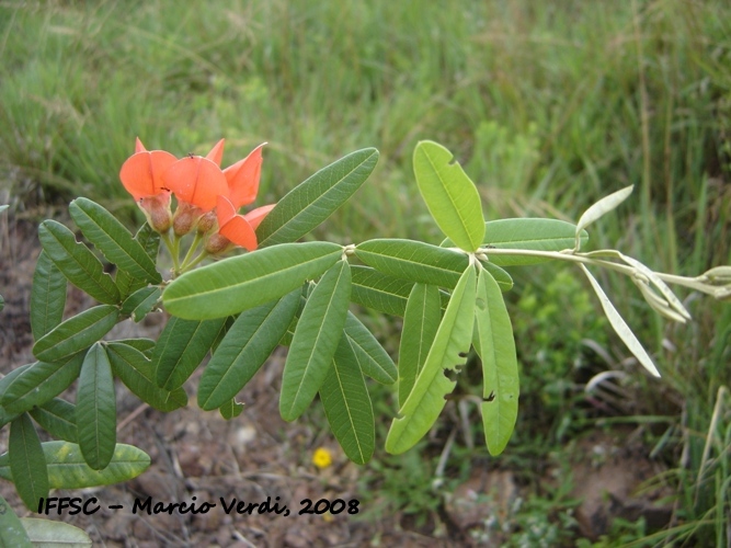 Collaea speciosa