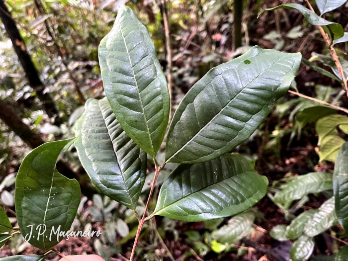 Eugenia brevistyla