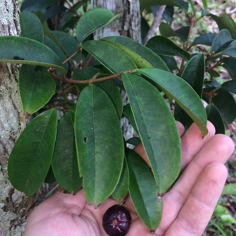 Eugenia brevistyla