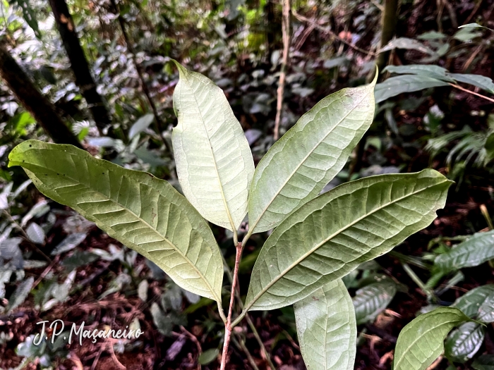 Eugenia brevistyla