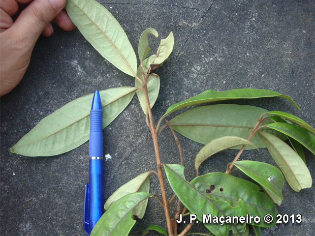 Eugenia brevistyla