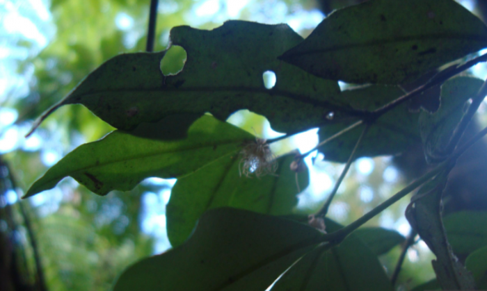 Myrceugenia cucullata