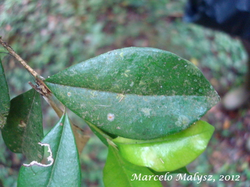 Myrceugenia foveolata