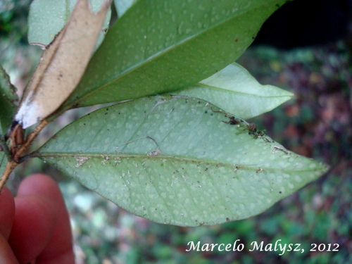 Myrceugenia foveolata