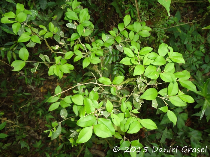 Myrceugenia acutata