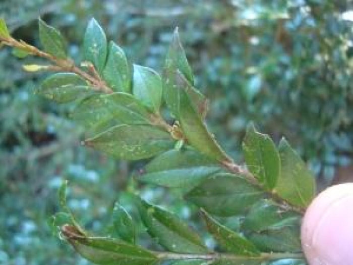 Myrceugenia regnelliana