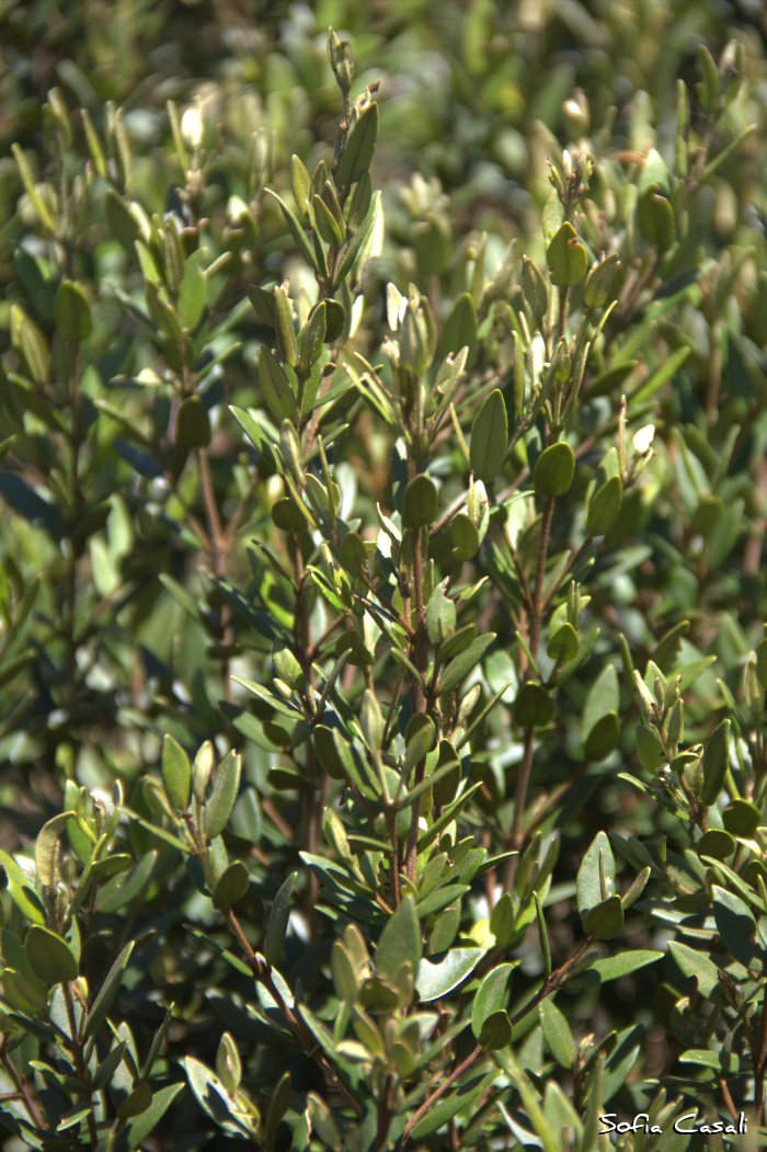 Myrceugenia regnelliana