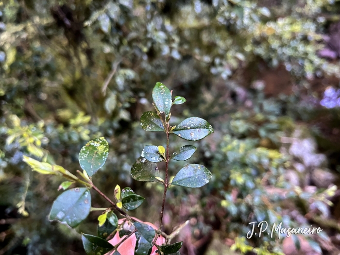 Myrceugenia regnelliana
