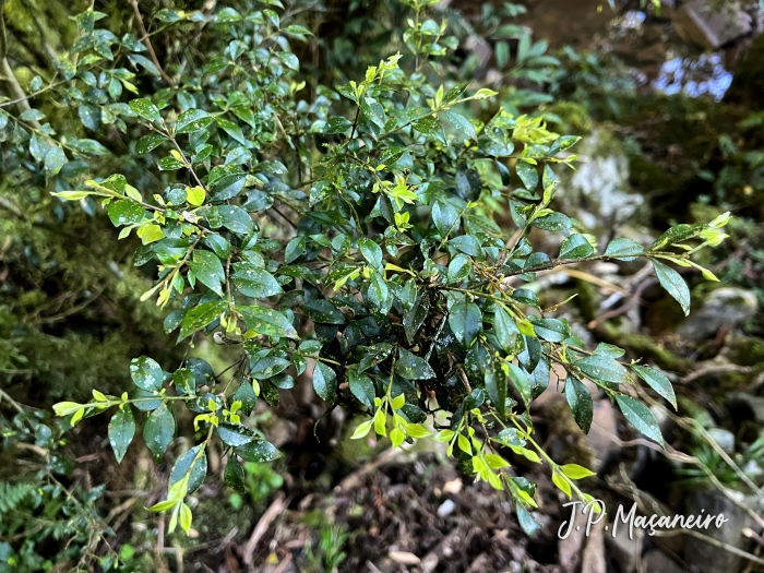 Myrceugenia regnelliana