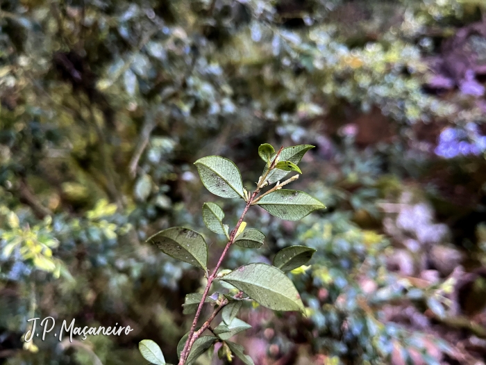 Myrceugenia regnelliana