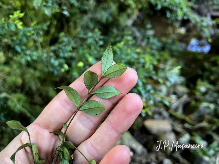 Myrceugenia regnelliana