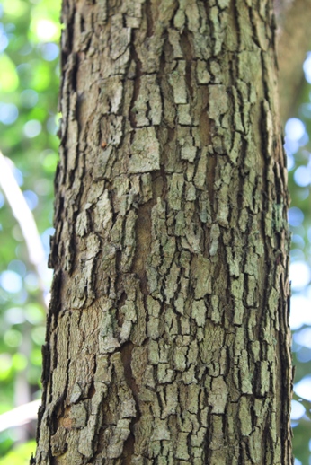 Aulomyrcia bombycina