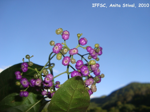 Psychotria nemorosa