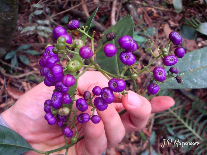 Psychotria nemorosa