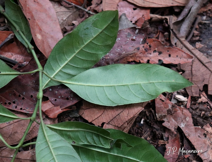 Psychotria nemorosa