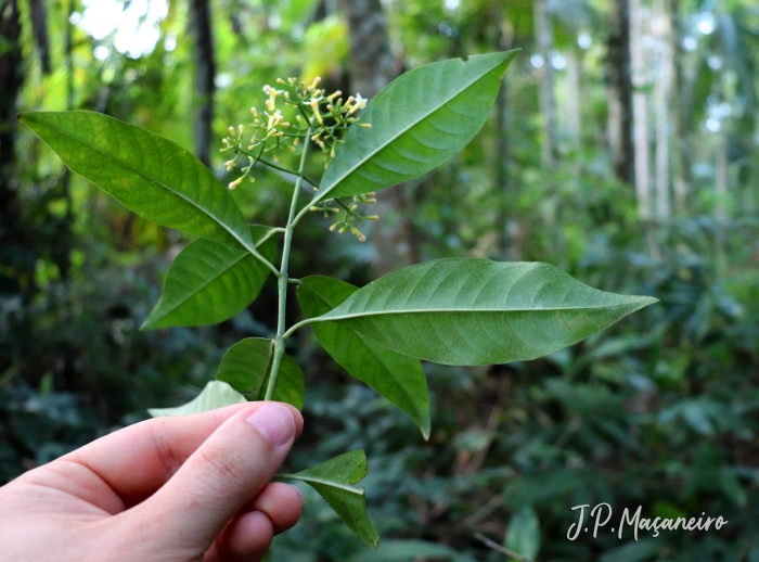 Psychotria nemorosa