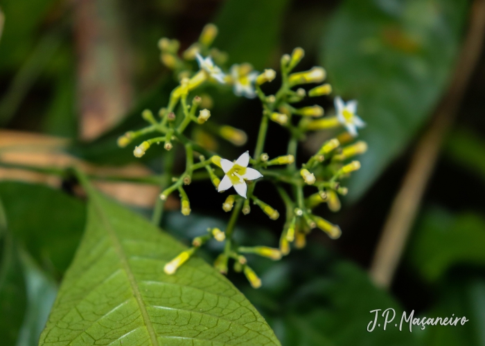 Psychotria nemorosa