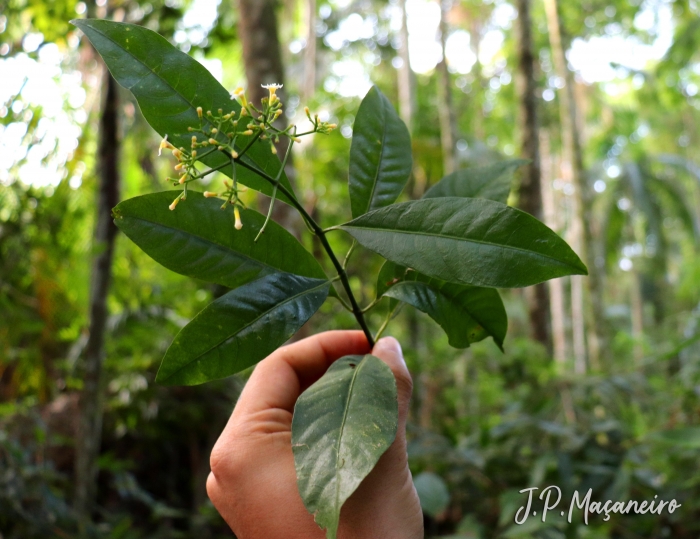 Psychotria nemorosa