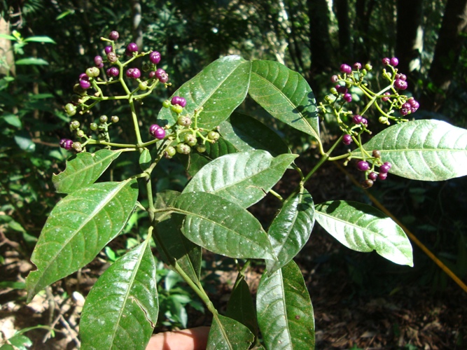 Psychotria nemorosa