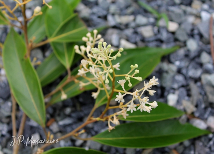 Ocotea aciphylla