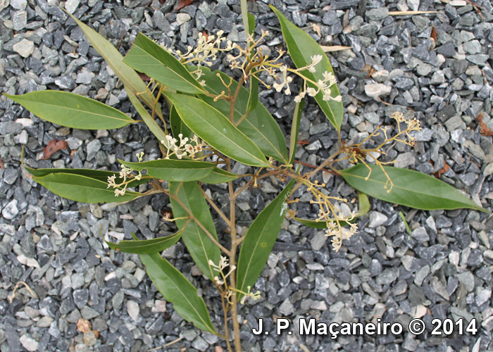 Ocotea aciphylla