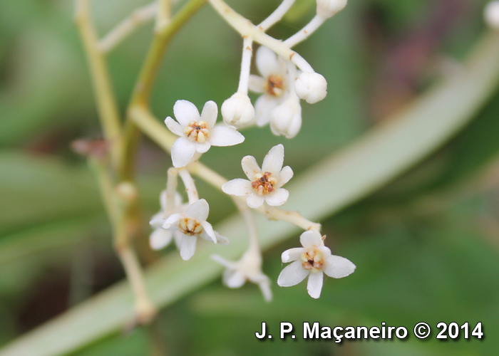 Ocotea aciphylla