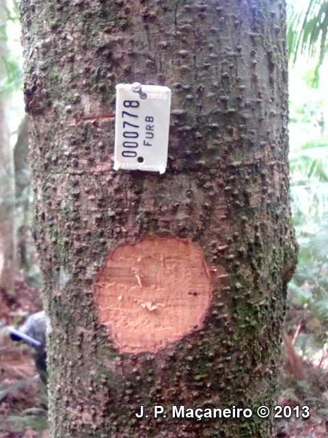 Ocotea aciphylla