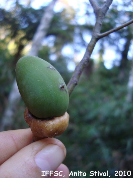 Ocotea aciphylla