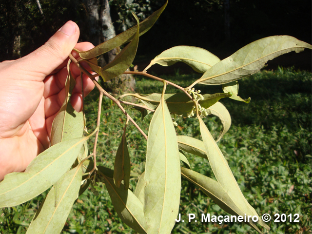 Ocotea aciphylla