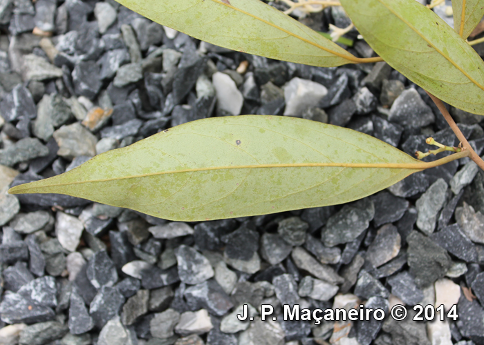 Ocotea aciphylla