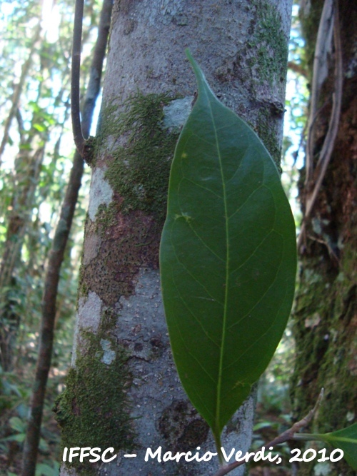 Ocotea aciphylla