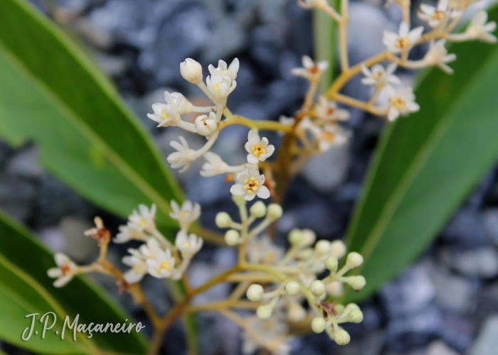 Ocotea aciphylla