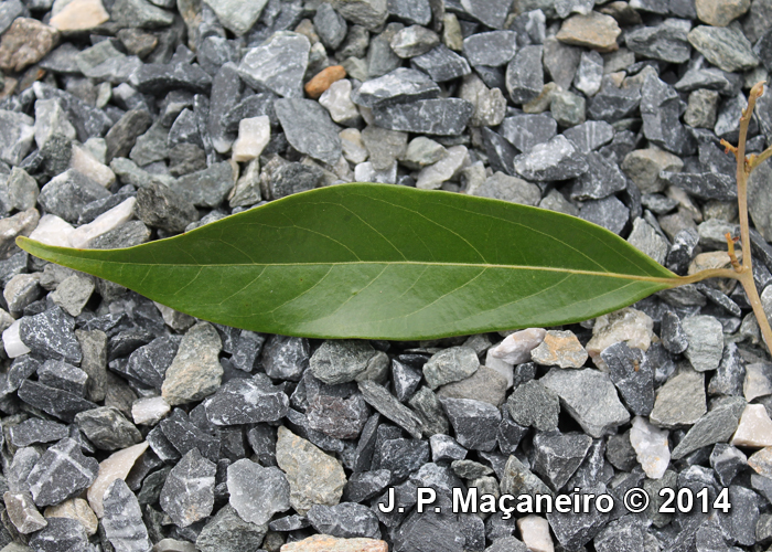 Ocotea aciphylla