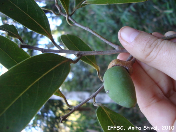 Ocotea aciphylla