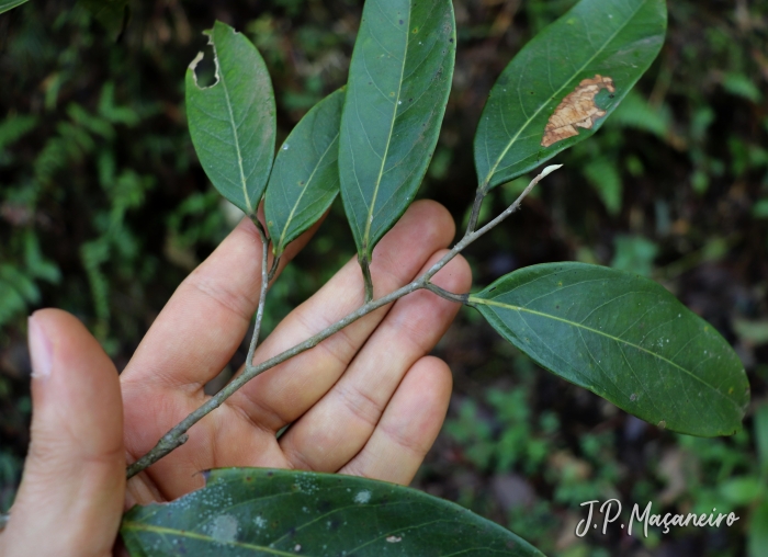 Ocotea aciphylla