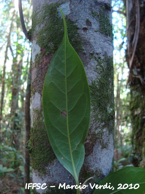 Ocotea aciphylla