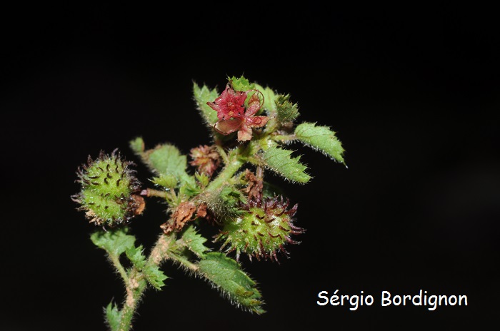 Ayenia mansfeldiana