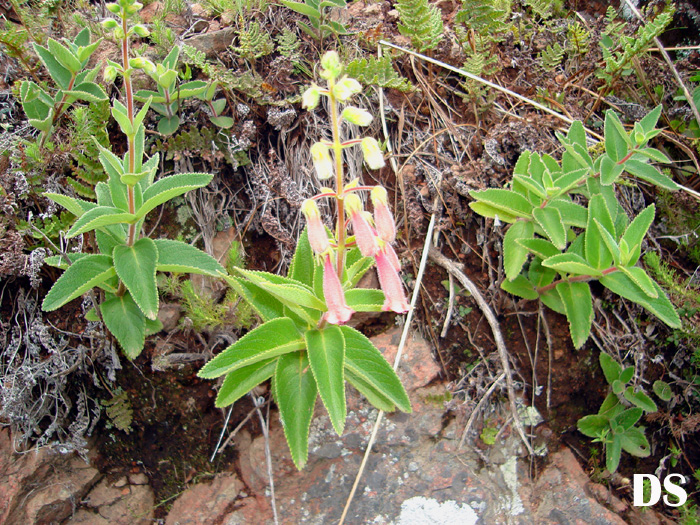 Sinningia sellovii