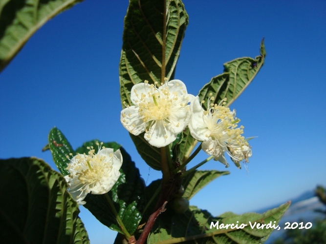 Campomanesia reitziana