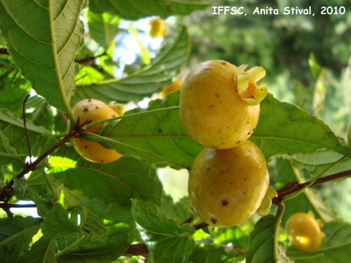 Campomanesia reitziana